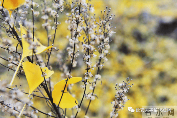 延安大学！屏分秋色！