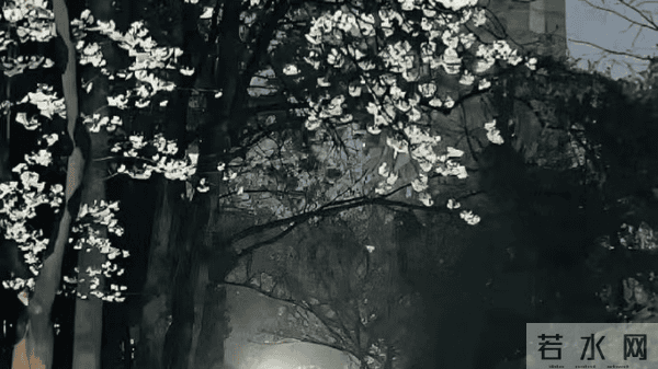 花开不只在春天，而在整个生命