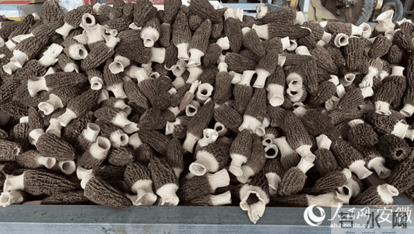 烘干后的羊肚菌将发至全国各地 烘干后的羊肚菌将发至全国各地