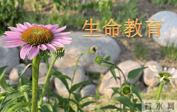 新时代大学生生命教育实施路径探析