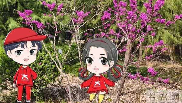 图为南京信息职业技术学院中的丛生紫荆 图为南京信息职业技术学院中的丛生紫荆