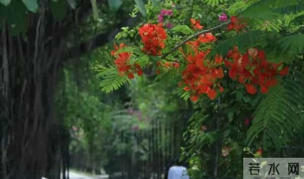 校园科普丨三亚学院的校花校树，你都认识了吗？