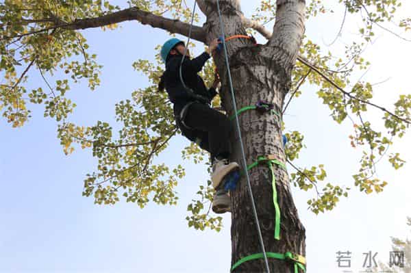 挑战垂直极限 刺激攀树体验——第五届“阳光杯”攀树大赛顺利举办