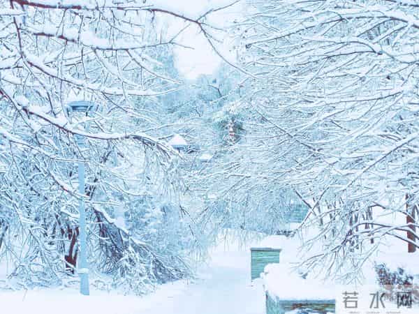 冬之韵‖“冬”林随想