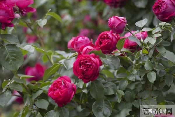 天天情人节歌曲链接