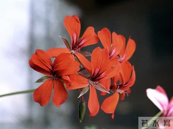 青丝已白发徒留下牵挂是什么歌