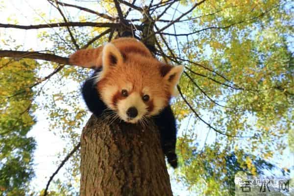 陈艾琳个人资料