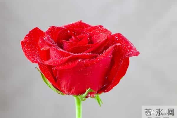 天天情人节歌曲链接