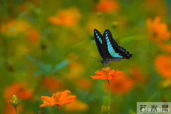 苏州是什么气候