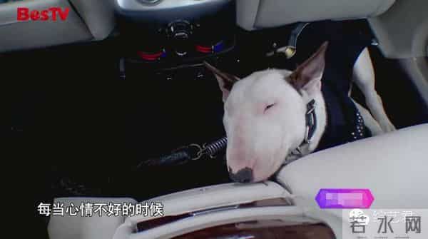 罗志祥老婆最喜欢的颜色