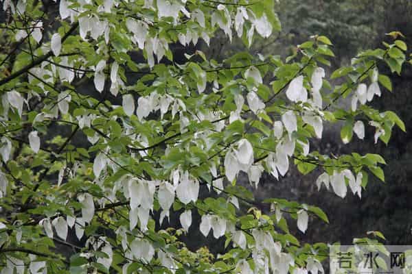 陈艾琳个人资料