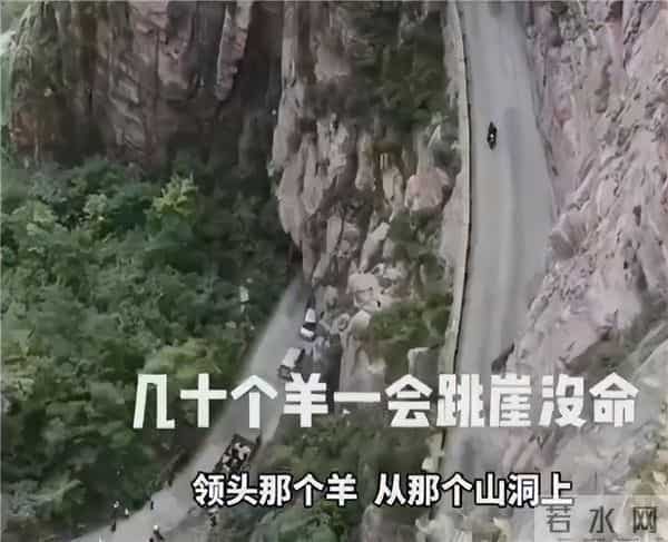 河南辉县近百只山羊接连跳崖