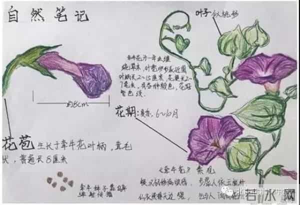 王睿涵个人资料