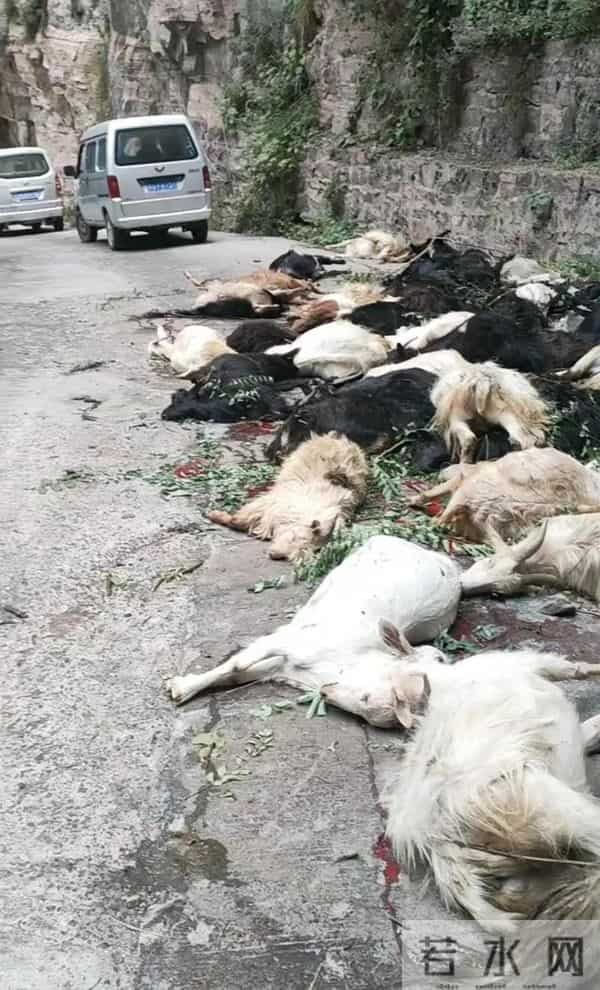 河南辉县近百只山羊接连跳崖