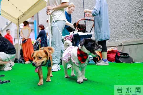 意大利极品慢摇