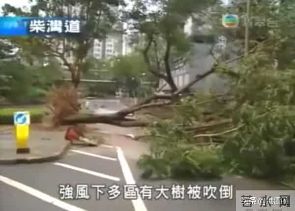 丁蟹效应是什么意思