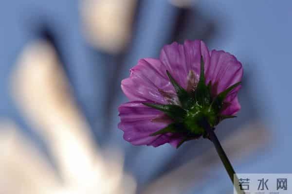 青丝已白发徒留下牵挂是什么歌