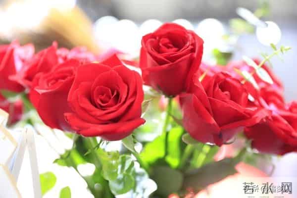 天天情人节歌曲链接