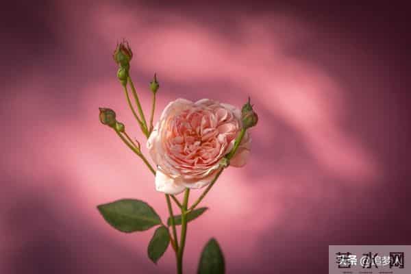 天天情人节歌曲链接