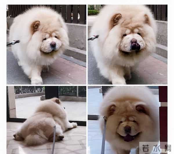 张淇老婆是干嘛的