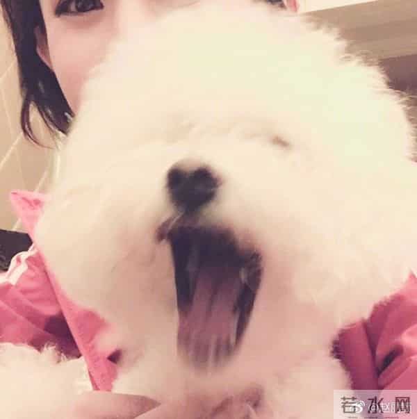 赵丽颖怀孕是吴亦凡