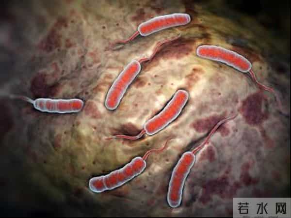 霍乱通过什么途径传染