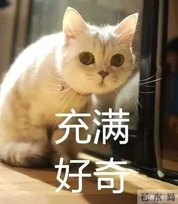 丁蟹效应是什么意思