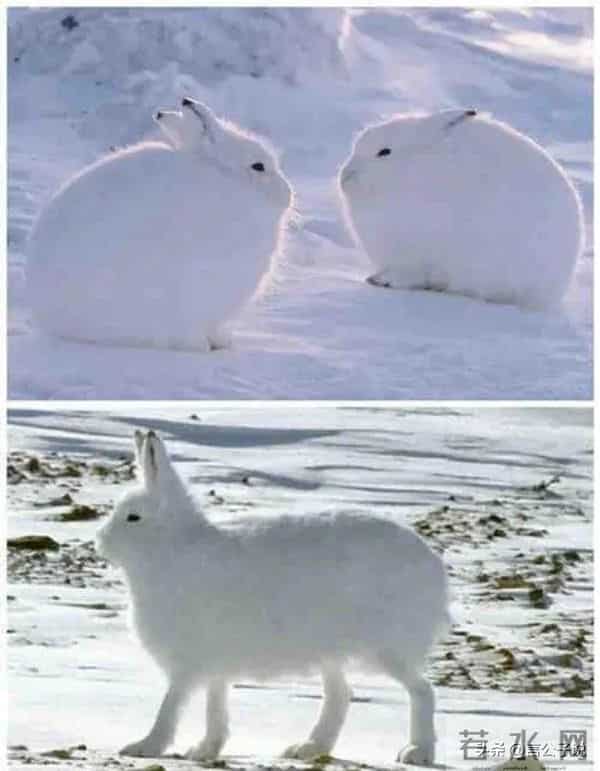 李斯羽个人资料