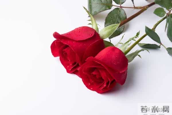 天天情人节歌曲链接