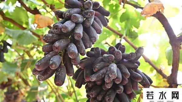 张克凡,「 锦绣昌黎 」 葡萄熟了 葡园等你