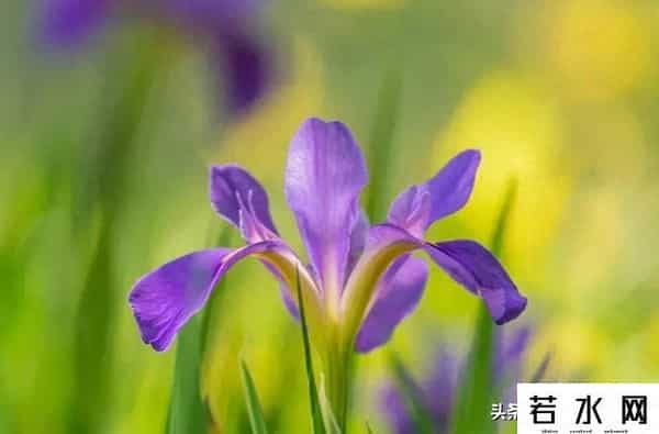 大光圈手机,手机虚化有多绝？大光圈+光斑玩法，轻松拿捏专业级美照