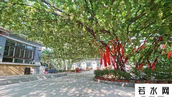 张克凡,「 锦绣昌黎 」 葡萄熟了 葡园等你