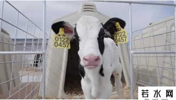 苹果皮520,简爱 520｜那些藏在酸奶盖里的关键词