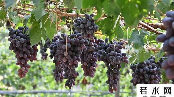 张克凡,「 锦绣昌黎 」 葡萄熟了 葡园等你