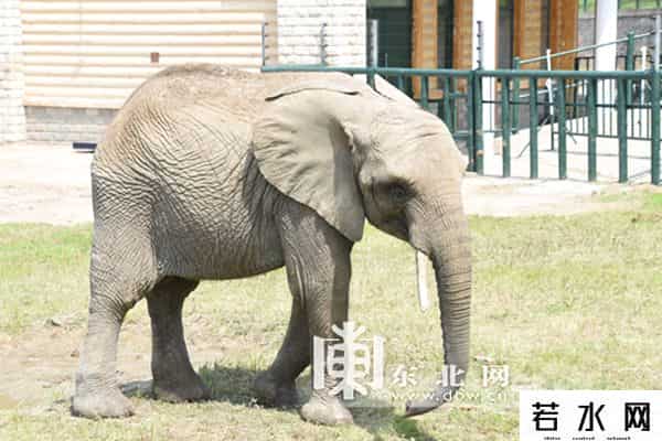 单身动物园,北方森林动物园发征婚信息 为单身动物求“伴侣”