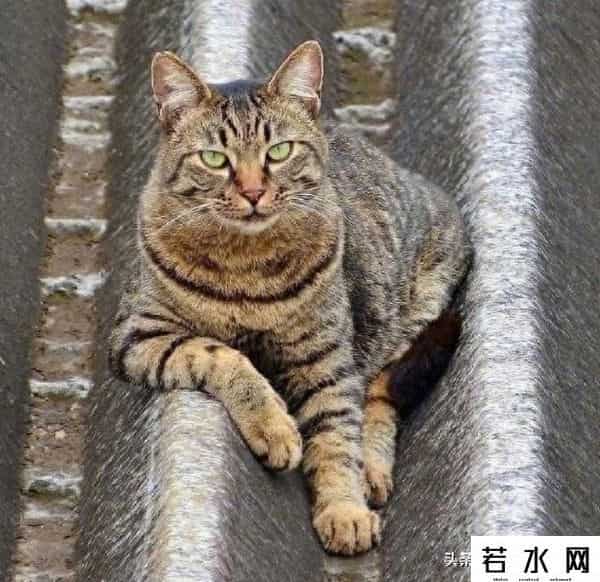 抓住神经猫,天生反骨的5种猫:养了它们,天天都在上演"人猫大战"!
