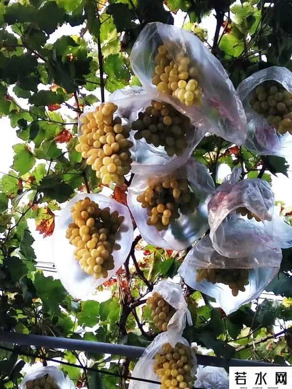 张克凡,「 锦绣昌黎 」 葡萄熟了 葡园等你