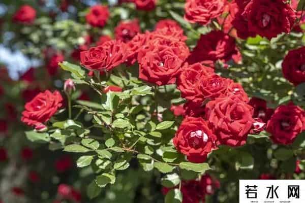 我爱你你爱我,我最爱的人是你,爱你胜过爱自己