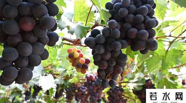 张克凡,「 锦绣昌黎 」 葡萄熟了 葡园等你