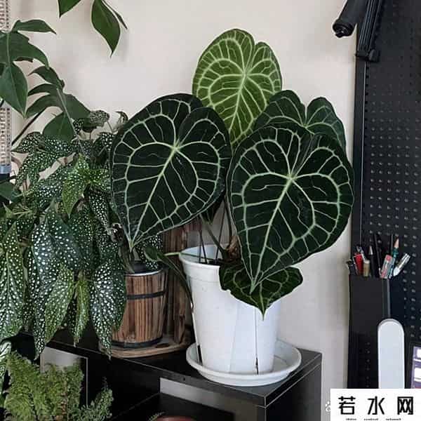 帝王花烛,网红花烛坑太多？新手别瞎买，这几点学会再下手不迟