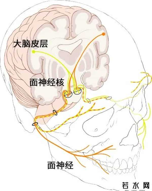 挠痒,为什么被挠痒痒那么难受,我还是会笑出声?