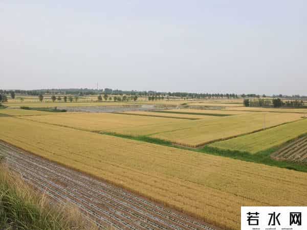 心麦,望麦心喜，汗水换来粮丰产（诗五首）