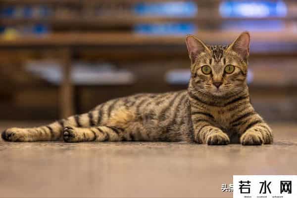 抓住神经猫,天生反骨的5种猫:养了它们,天天都在上演"人猫大战"!