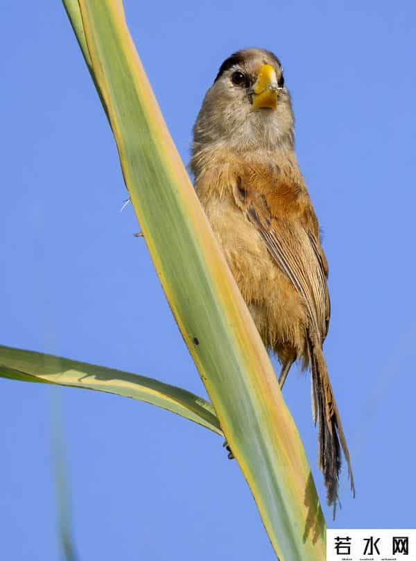 奥森,飞羽镜界 - 我在北京奥森公园拍到了“鸟中大熊猫”,是幸运吗!