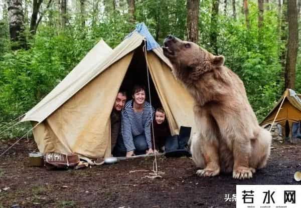 qq宠物熊熊,熊熊误入大学引大学生围观,网友:被麻醉枪射落的熊熊太可爱了!