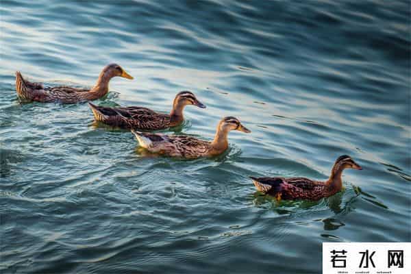 吉食送菜单,七月十五过“鬼节”,牢记“忌3事,吃2样吉食”,老民俗建议了解