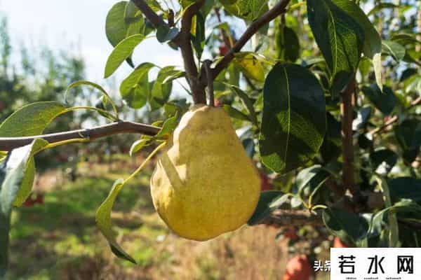 海炫,【玩转烟台】董宇辉推荐!速来get“与辉同行”同款烟台好物→