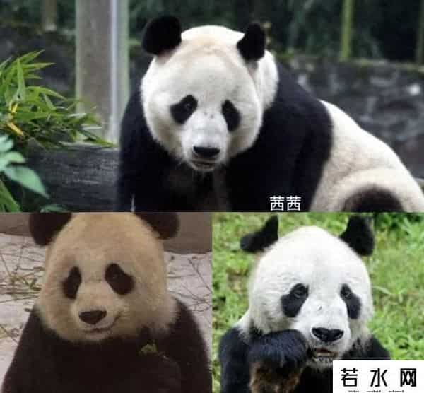 40403,8.13过生日的熊熊们(下)