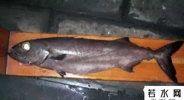 异鳞蛇鲭,日本老师逼学生吃异鳞蛇鲭是何居心,这是种让人拉肚子的毒鱼