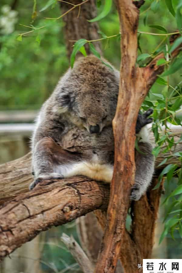 woola,放慢脚步游澳洲（4）企鹅岛，我和自然有个约定